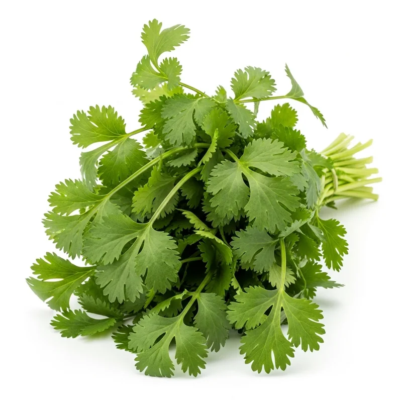 Kişniş besin değerleri - 1 su bardağı (16g) başına 4 kalori